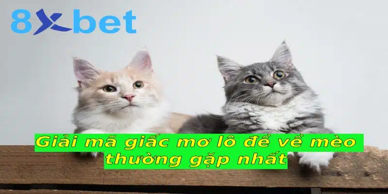 Giải mã giấc mơ lô đề và những thông tin bạn cần biết 4 Giải mã giấc mơ lô đề về mèo thường gặp nhất