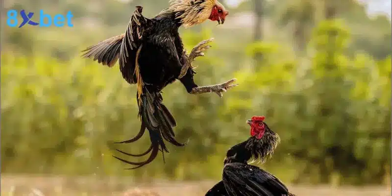 Đá gà cựa dao - Trải nghiệm các trận đấu kịch tính, hấp dẫn 4 những trường hợp có thể khiến trận đá gà cựa dao kết thúc